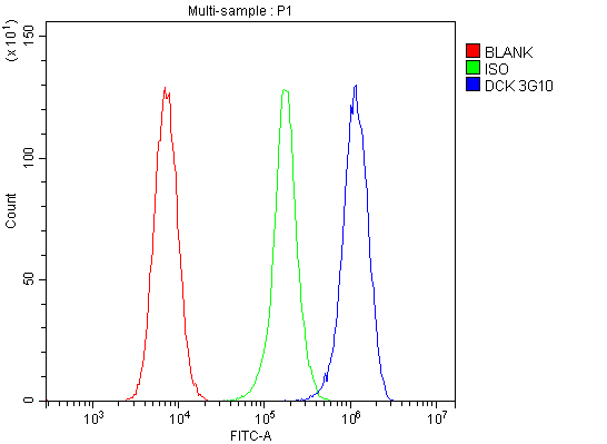 WB - Anti-DCK Antibody Picoband™ (monoclonal, 3G10) ABO14895